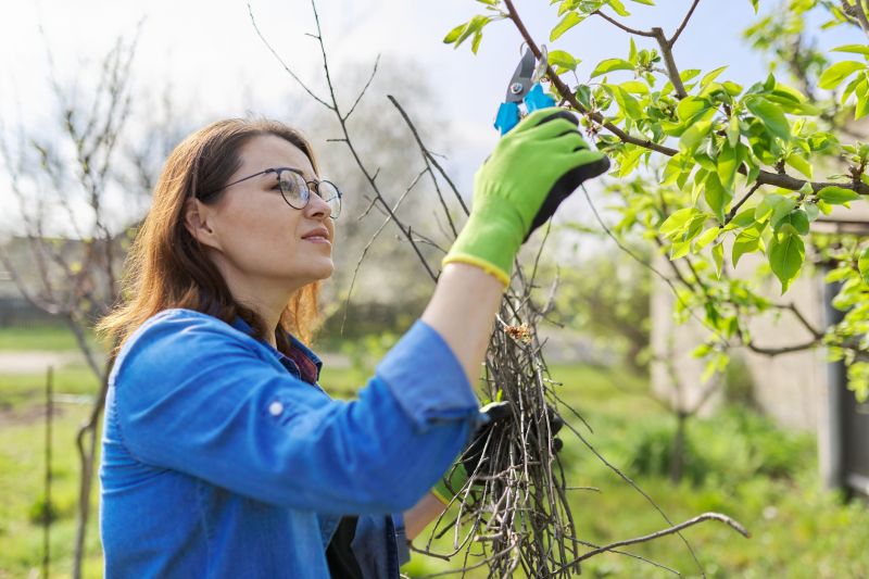 Pear Tree Pruning in Allentown, PA
