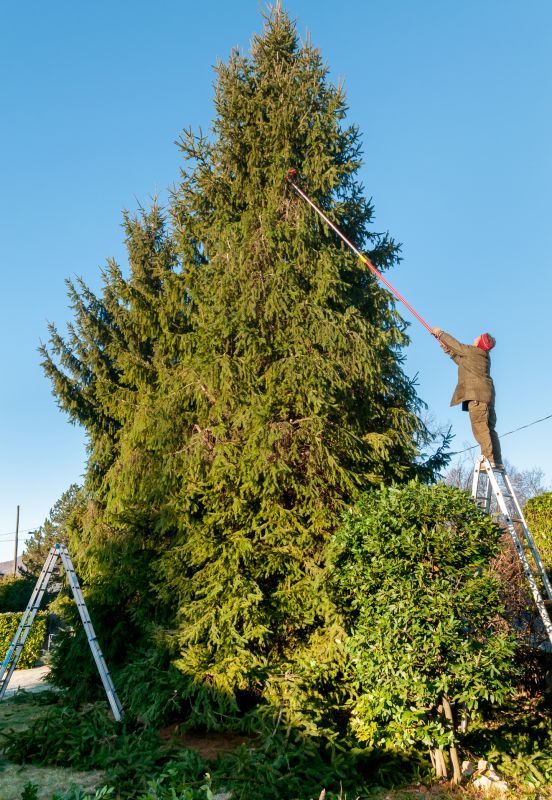 Pine Tree Trimming in Doylestown, PA