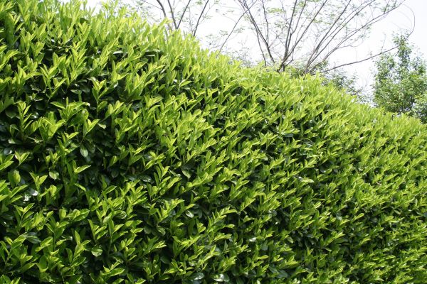 Laurel Removal
