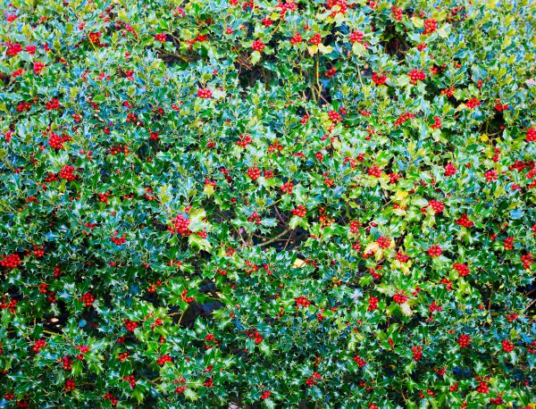 Holly Bush Removal - Holly Bush Removal Middlesex County, New Jersey