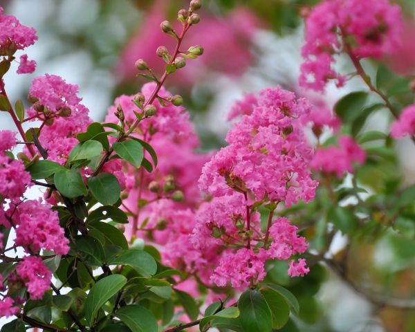 Crepe Myrtle Removal