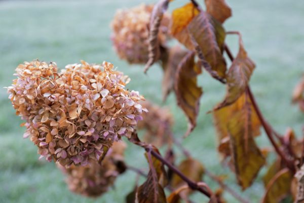 Hydrangea Removal