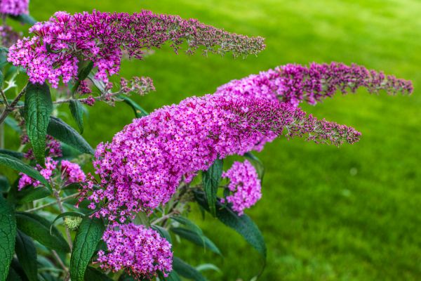 Butterfly Bush Removal
