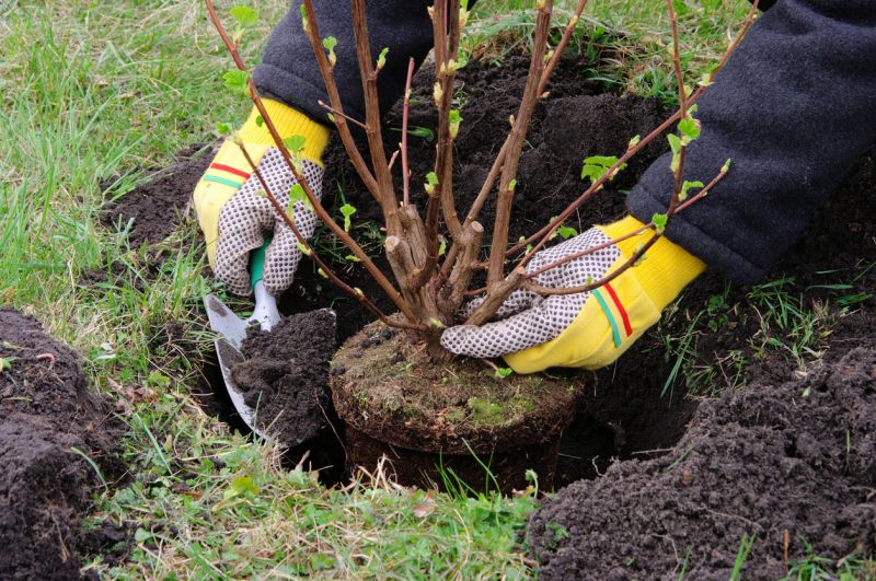 Shrub Uprooting