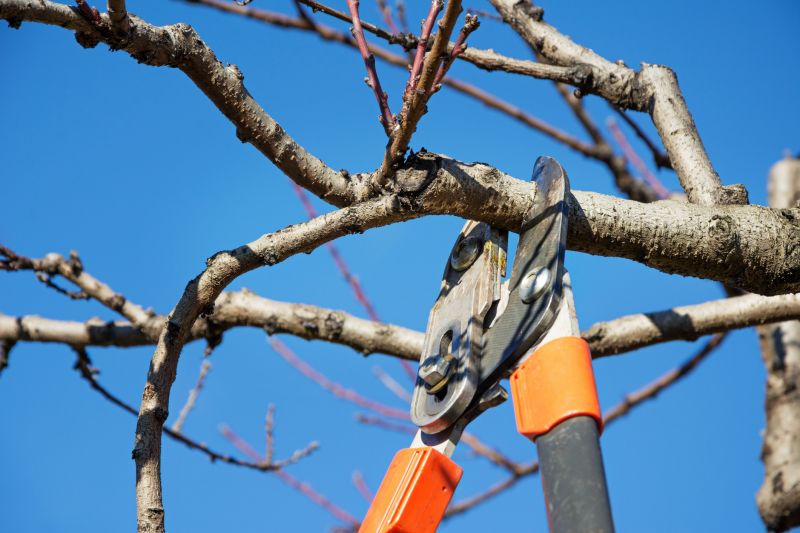 Beech Tree Pruning in San Jose, CA