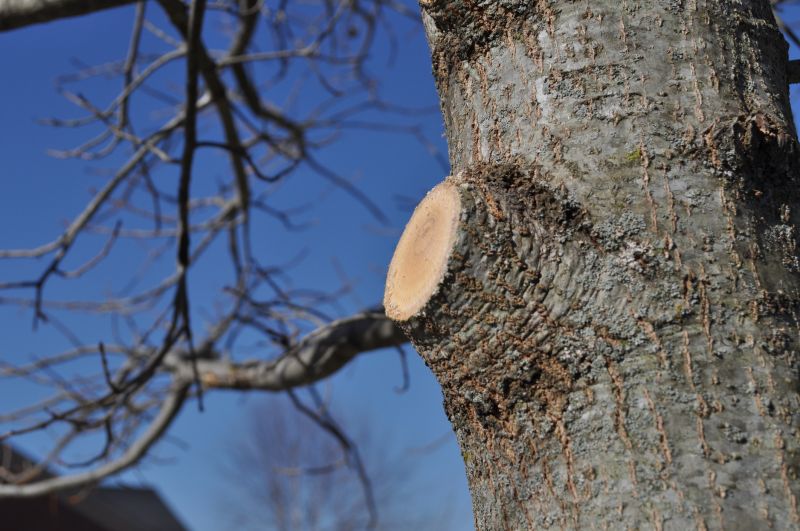 Birch Tree Pruning in Pottstown, PA