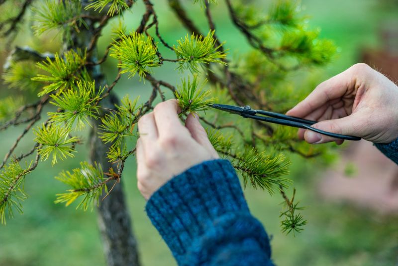 Birch Tree Pruning in Doylestown, PA