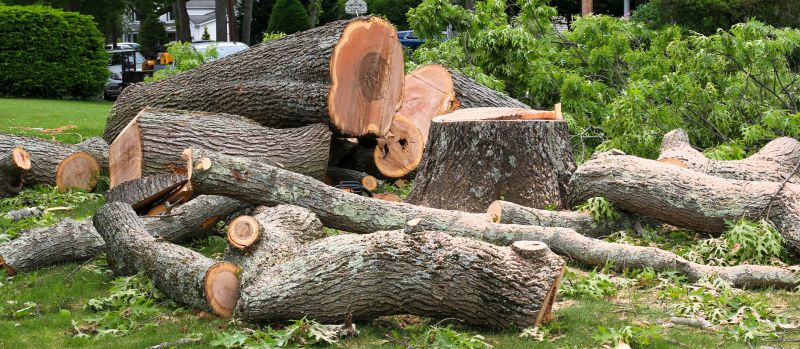 Birch Tree Removal in Reno, NV