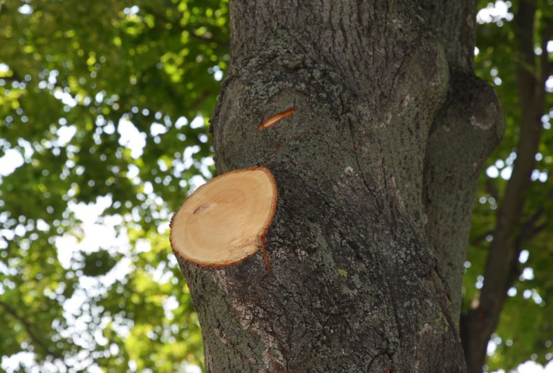 Dead Branch Removal in Doylestown, PA