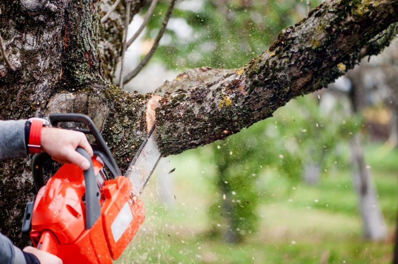 Dead Branch Removal in San Jose, CA