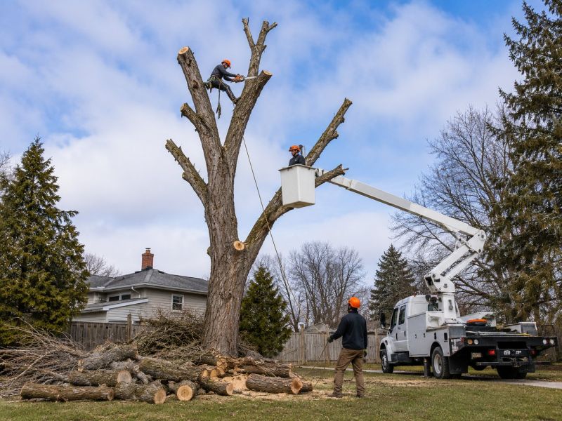 Dogwood Tree Removal in Reno, NV