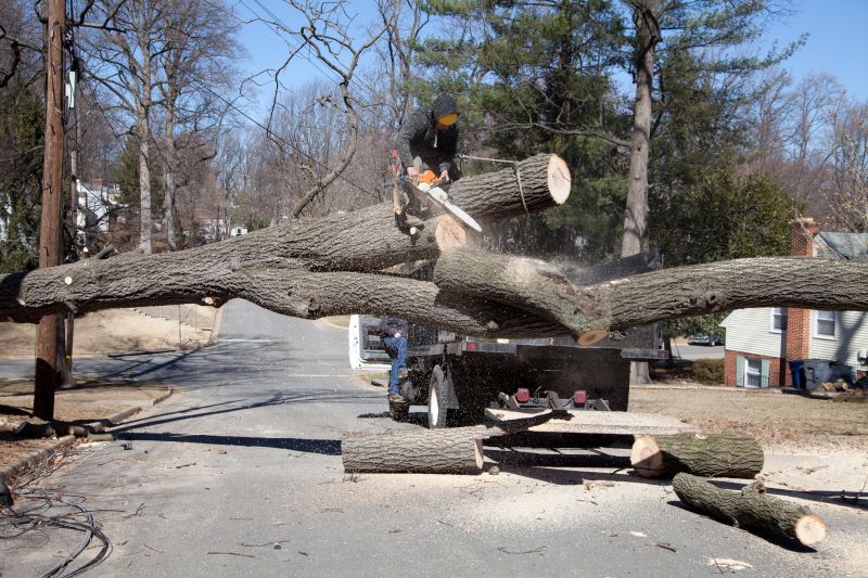 Elm Tree Removal in Allentown, PA