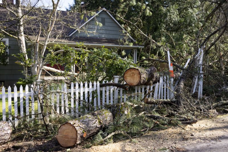 Emergency Tree Removal in Allentown, PA