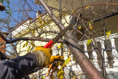 Hickory Tree Trimming in Doylestown, PA