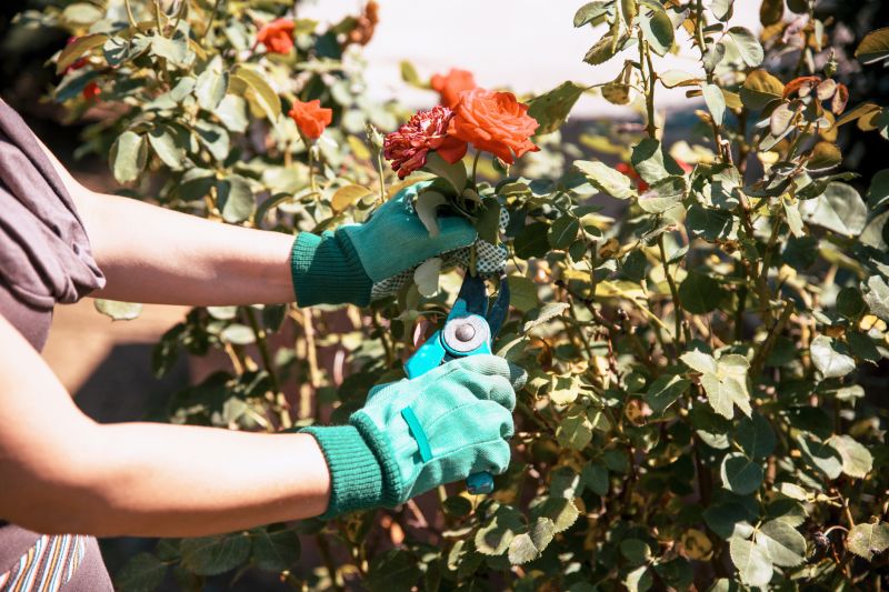 Rhododendron Pruning in Rockwall, TX