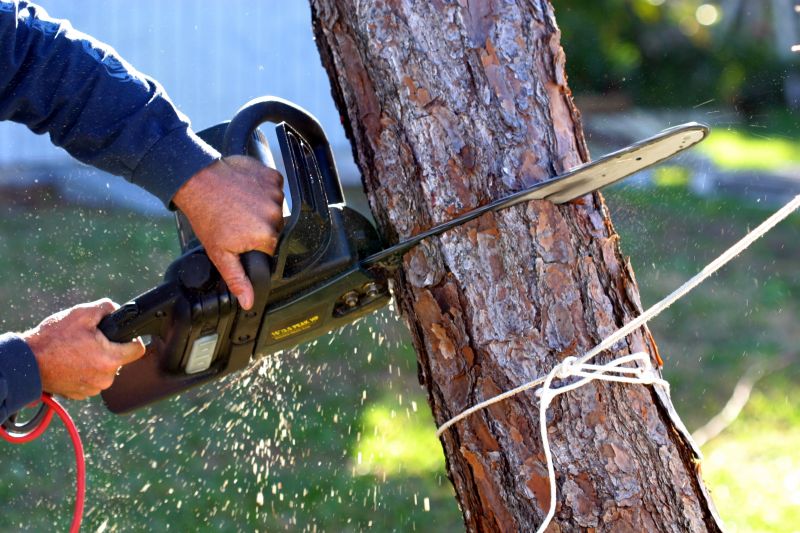 Spruce Tree Removal in San Jose, CA