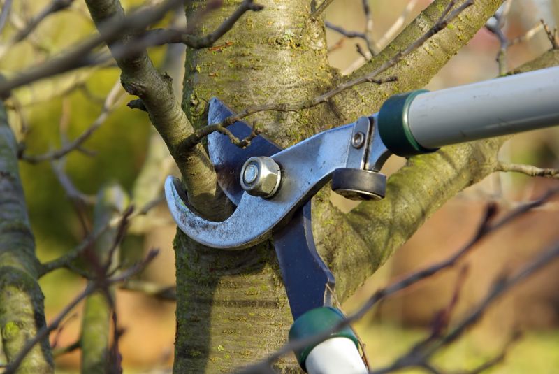 Tree Branch Cutting in Doylestown, PA