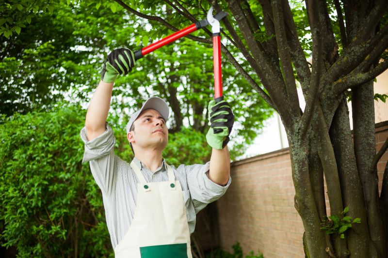 Tree Limbs Removal in Allentown, PA