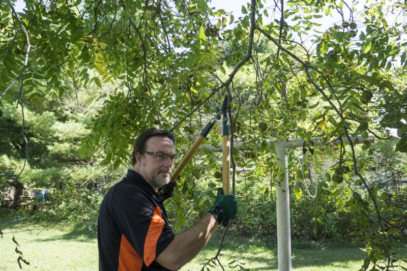 Tree Lopping Service in San Jose, CA
