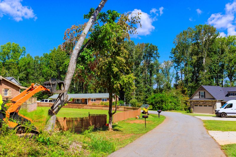 Tree Removal Service in Reno, NV